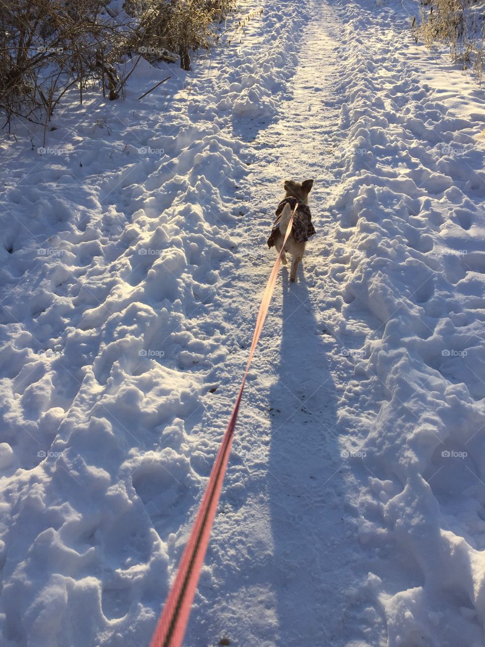 Taking a snowy walk