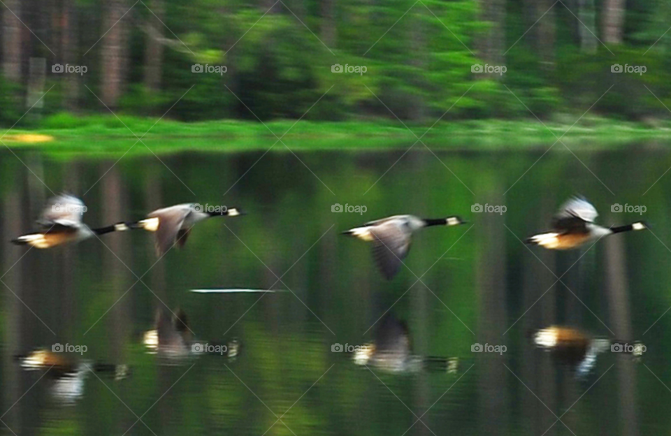 low water forest lake by lightanddrawing