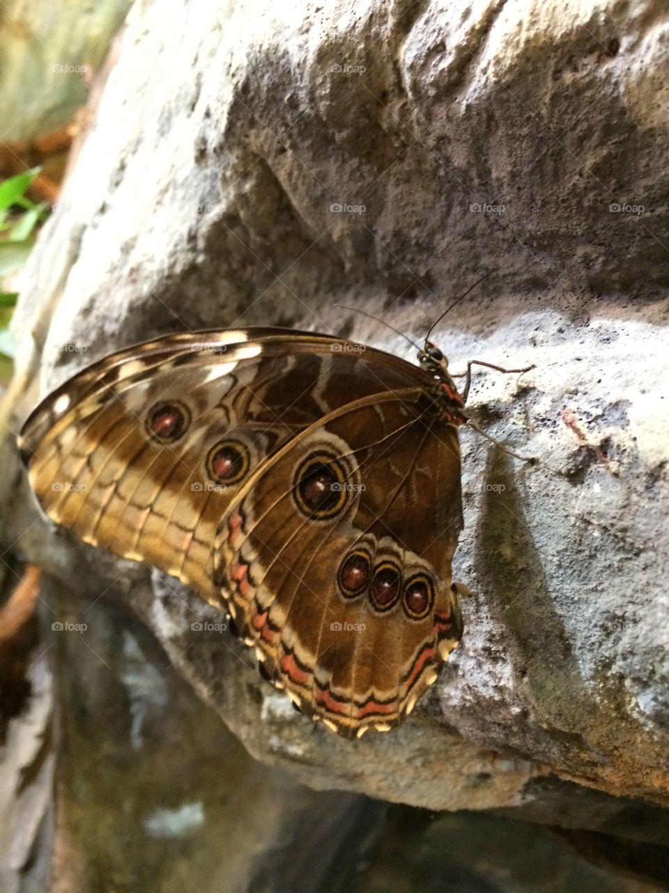 butterfly1
