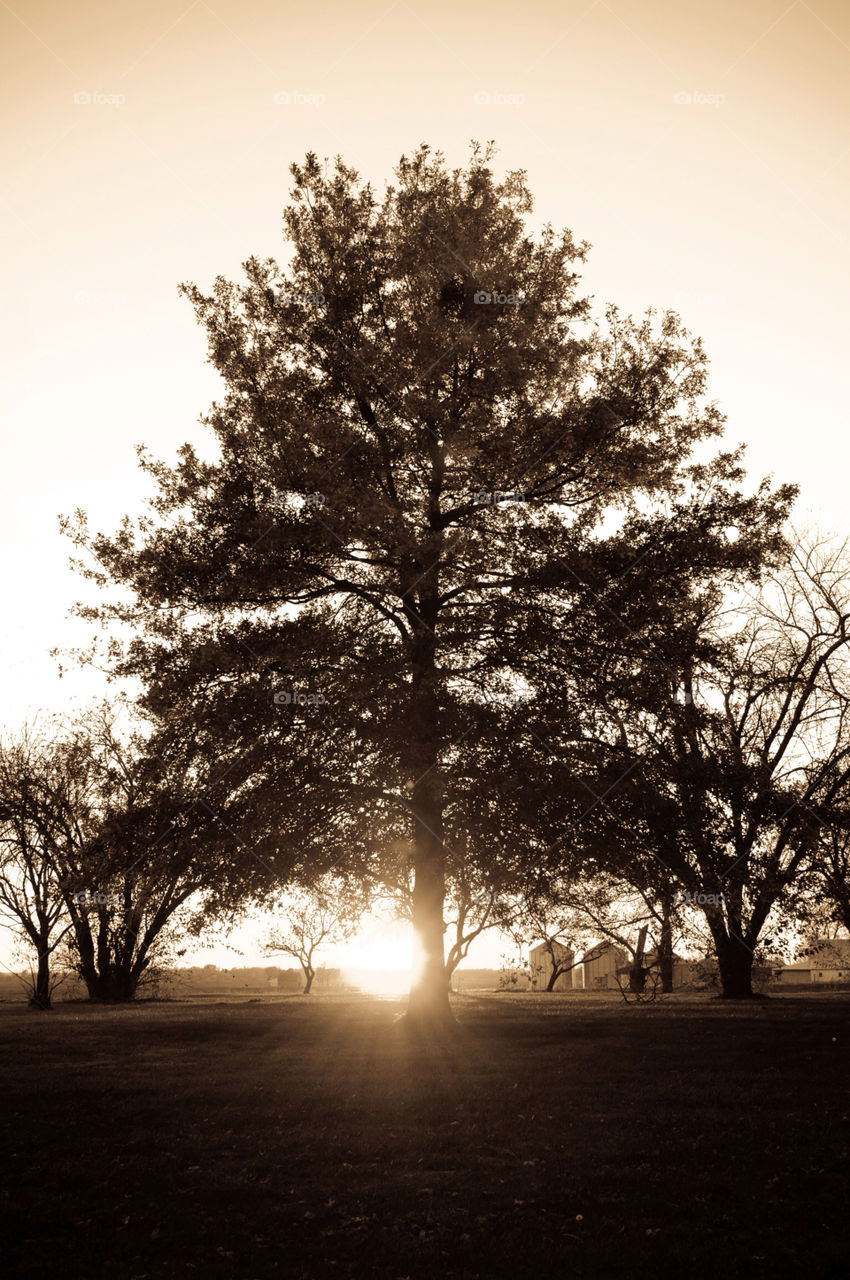 alone tree sunset shadow by ovrtn5