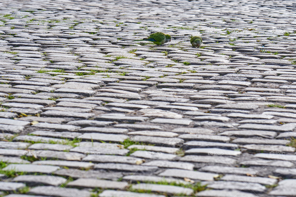 Grey Pavement, Green Parrots