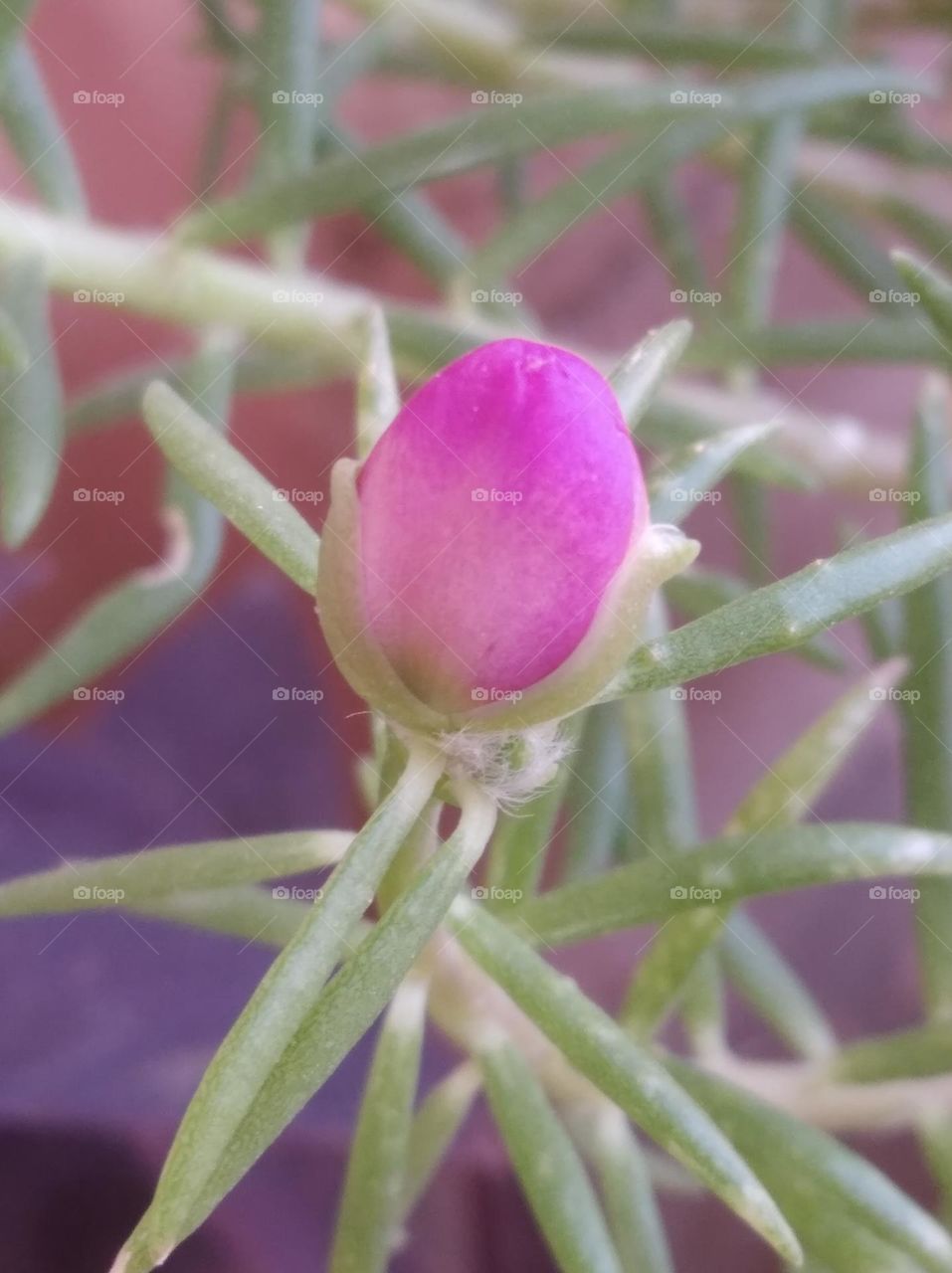 pink flower bud shurb small in size fresh seasonal looking very beautiful generally found everywhere