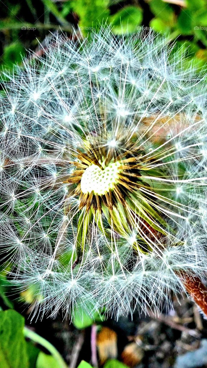 Overgrown dandelion