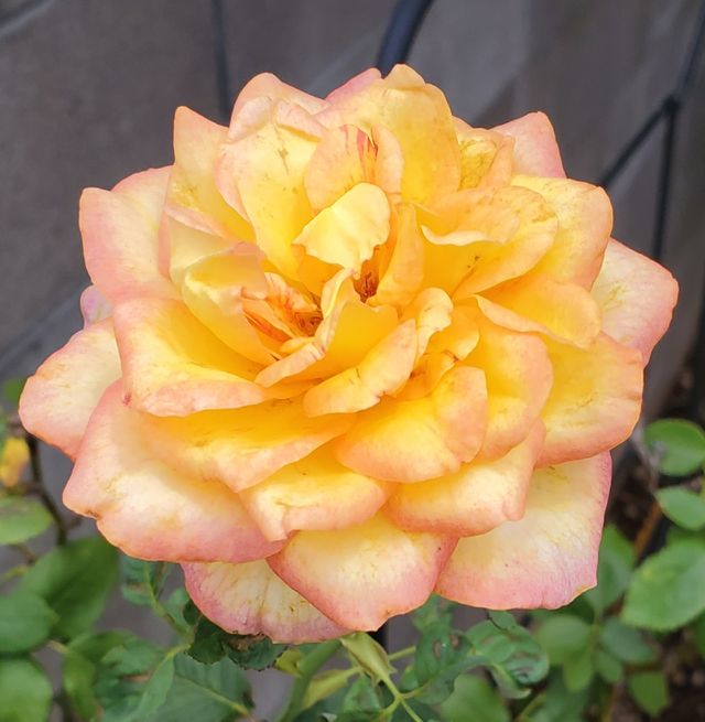 the final days of a yellow rose