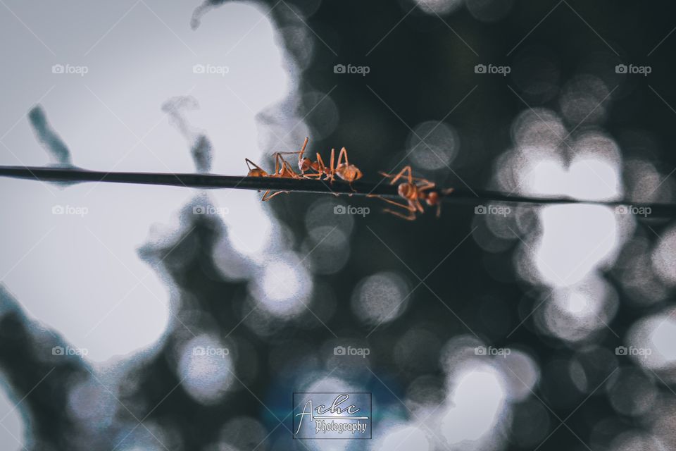 Please DM me or use credits if you want to use my photos, have a great day! 🐜