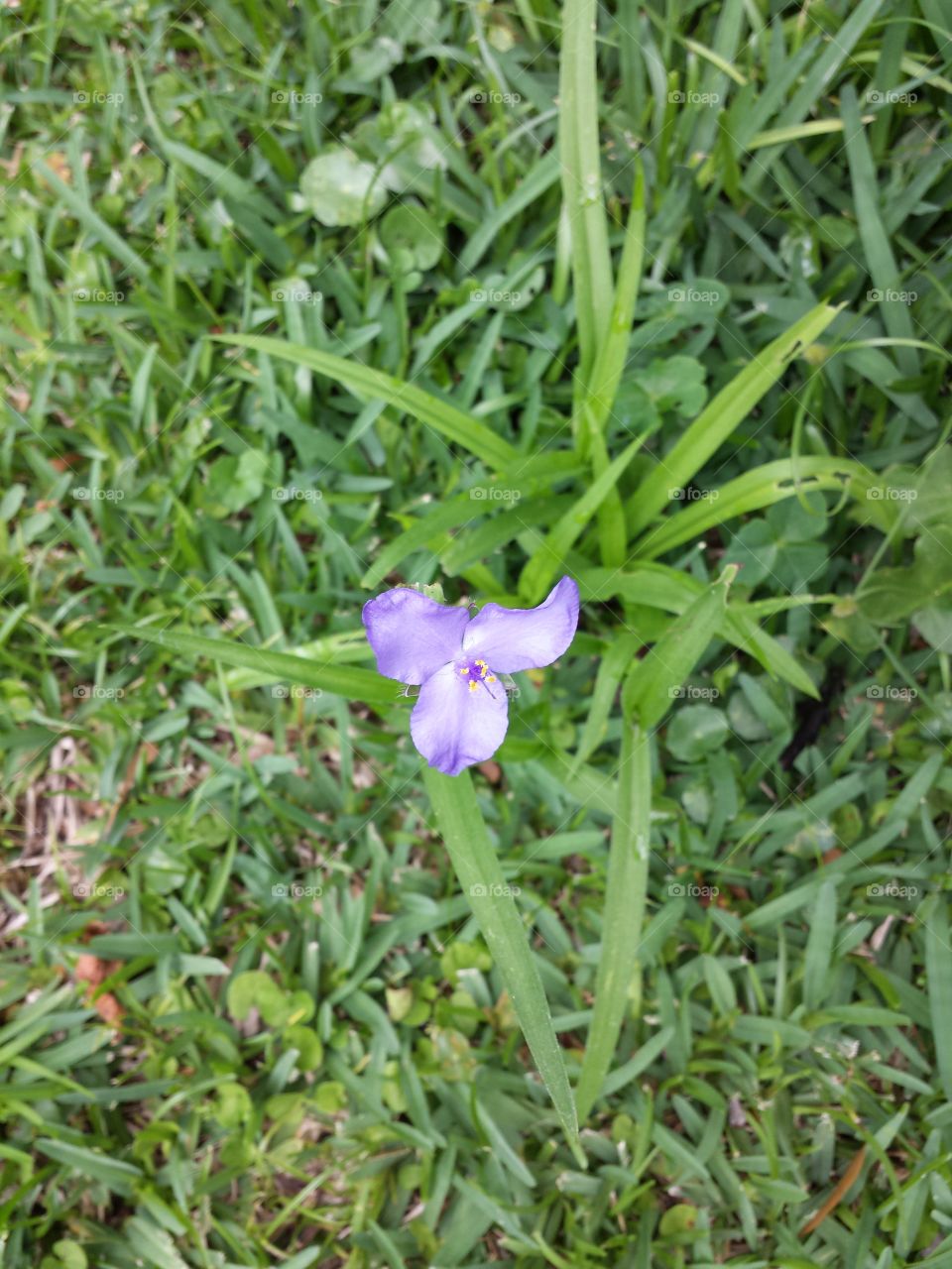 wild purple flower
