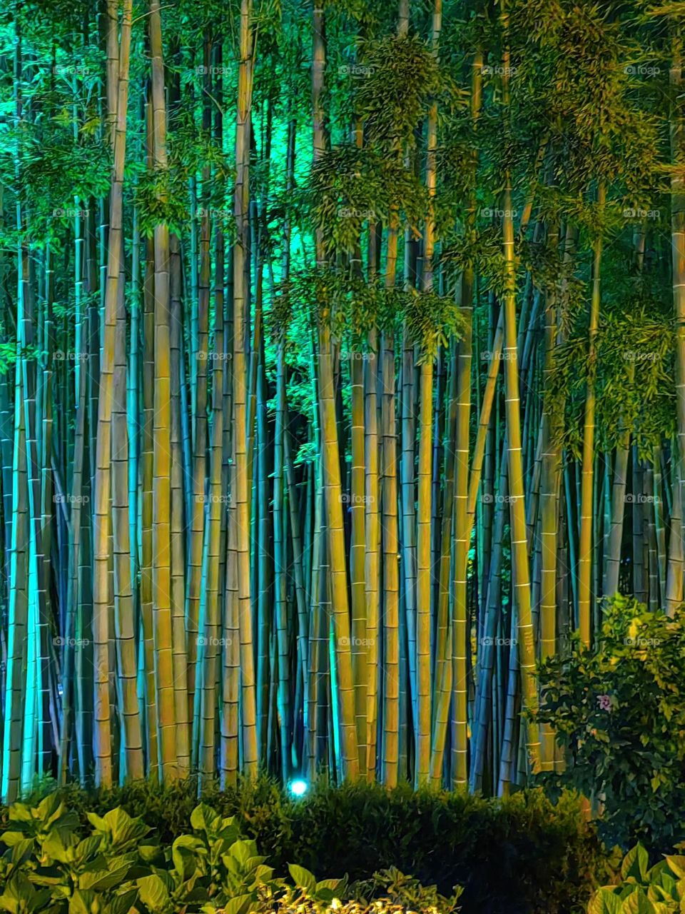 Грузия, бамбуковая роща