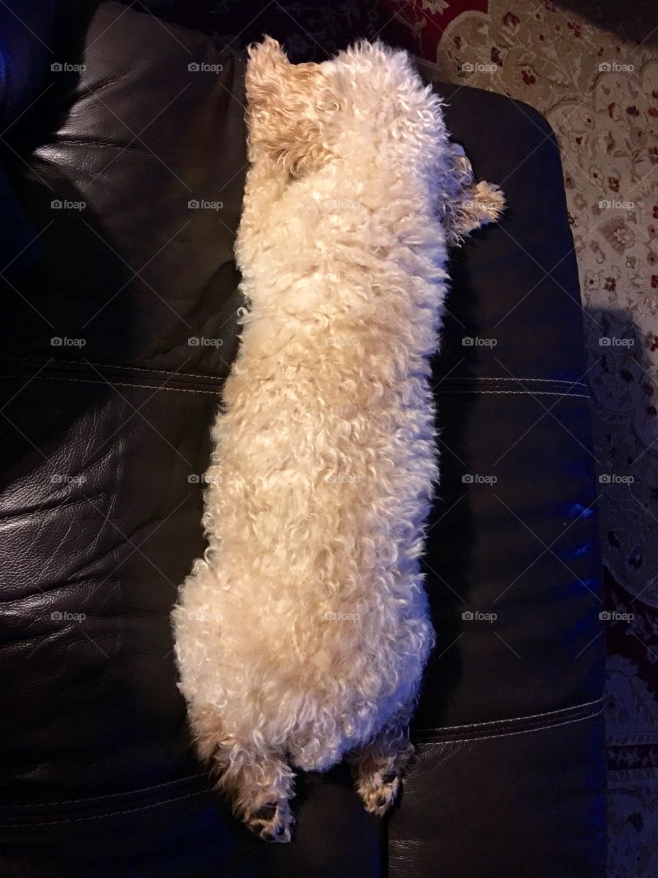 Poodle Stretched Out On Stomach On My Recliner Footrest

This is how my apricot poodle stretches out at my feet. He puts his back legs out straight so you can see the pads of his back feet. They look so cute!