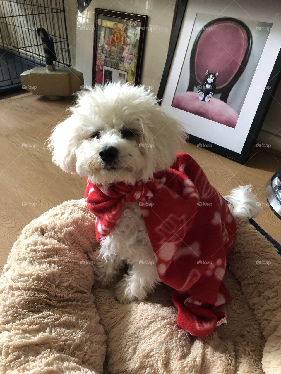 Here comes!The Super Dog