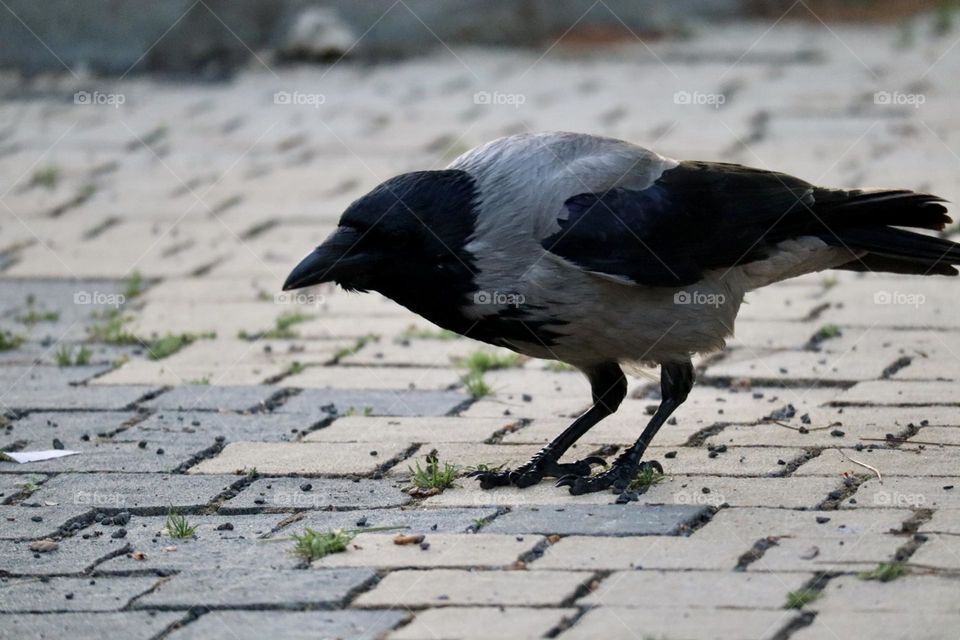 Raven on pavement 