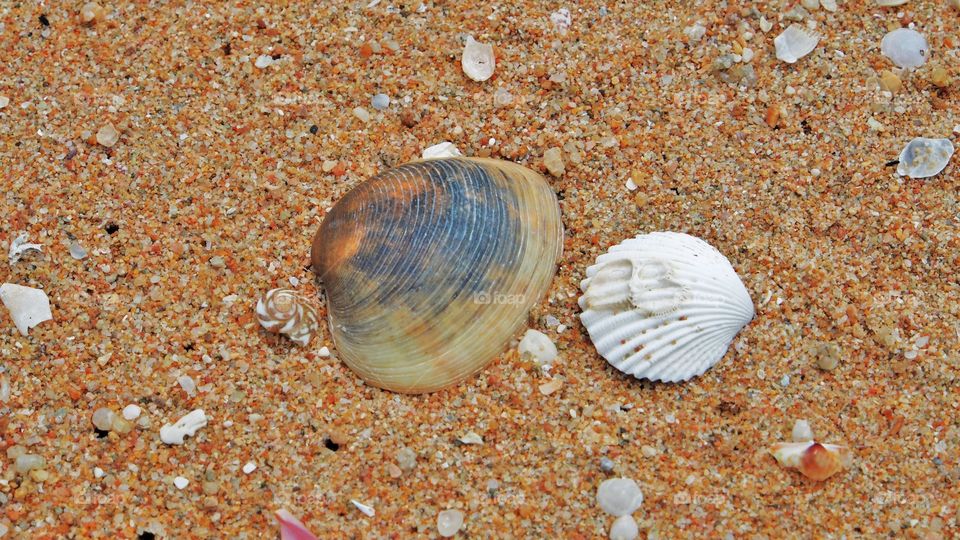 Seashells on sand