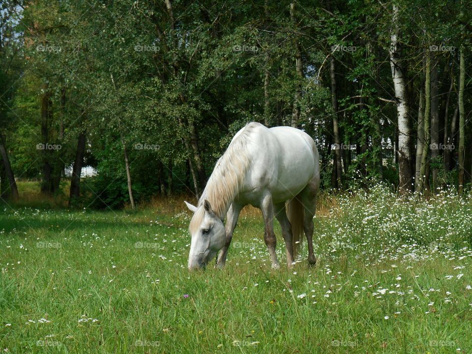 Grass, Mammal, No Person, Nature, Pasture