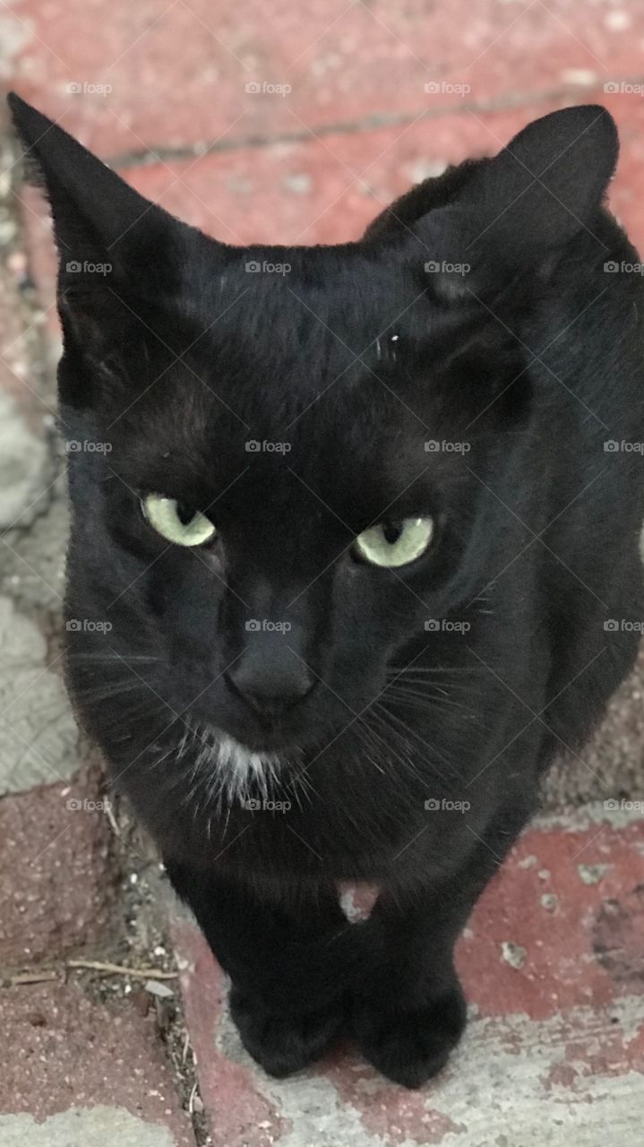 Staring Black Cat