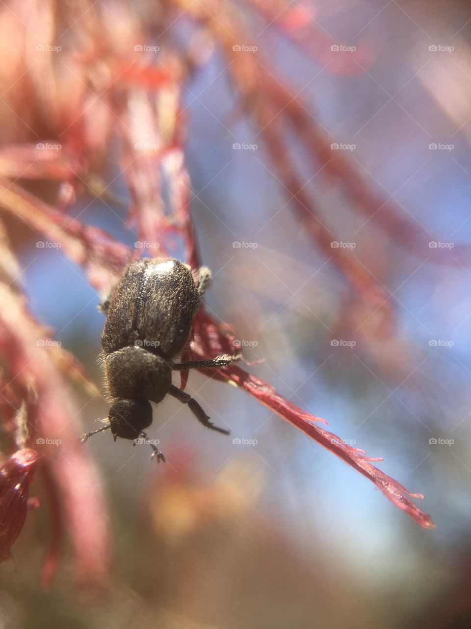 Searching out and photographing insects