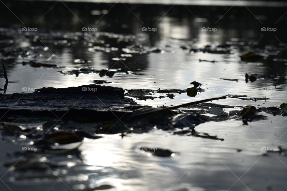 Wood and leafs floating on water surface