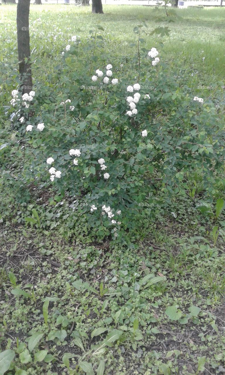 Some bush with flowers in the park