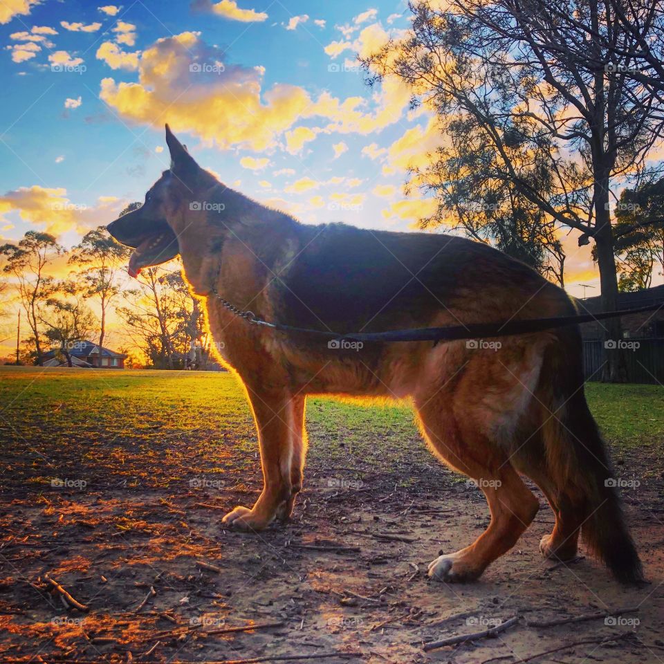 The German Shepherd at the park 