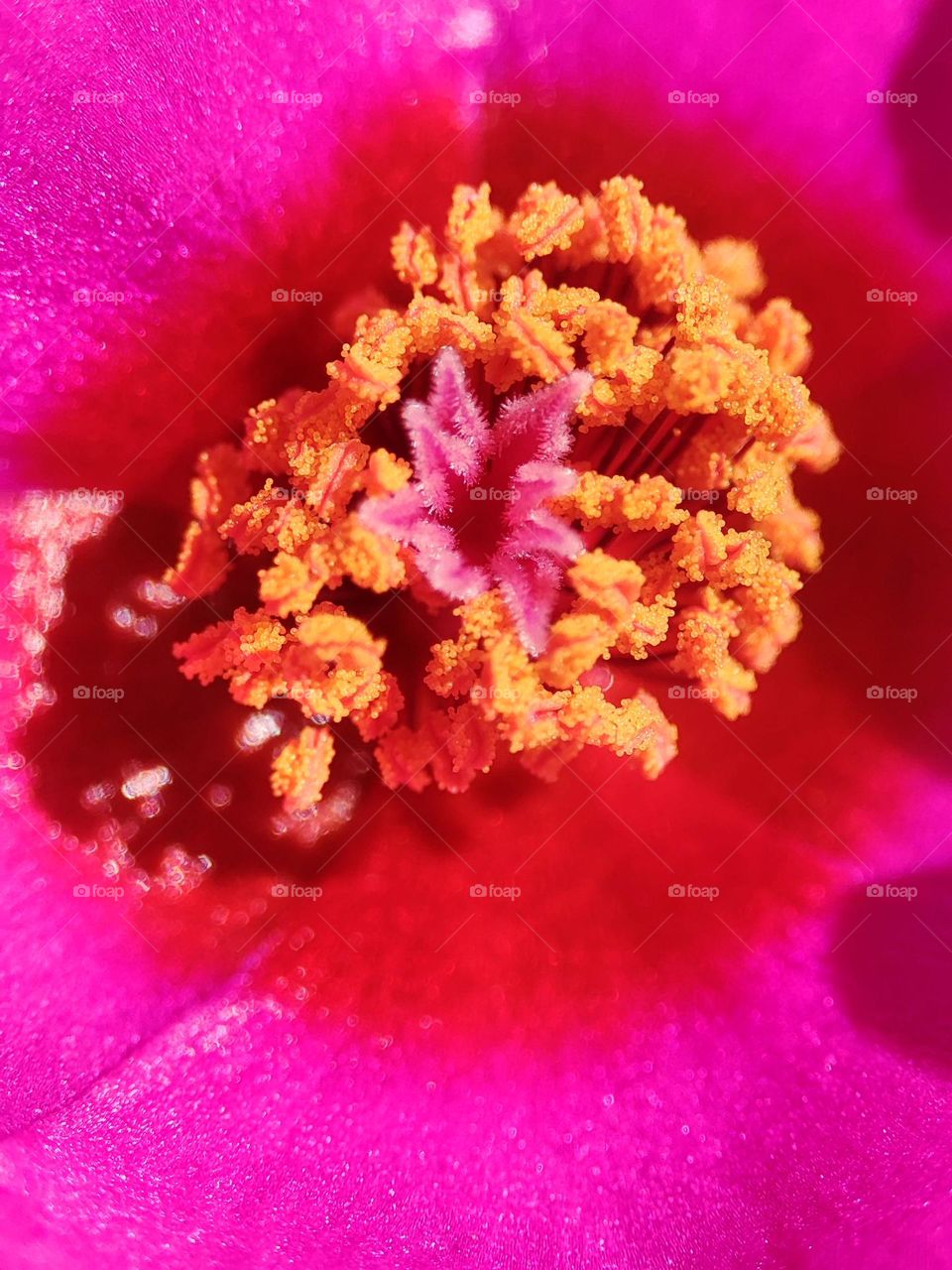 Inside of Ten O'clock flower