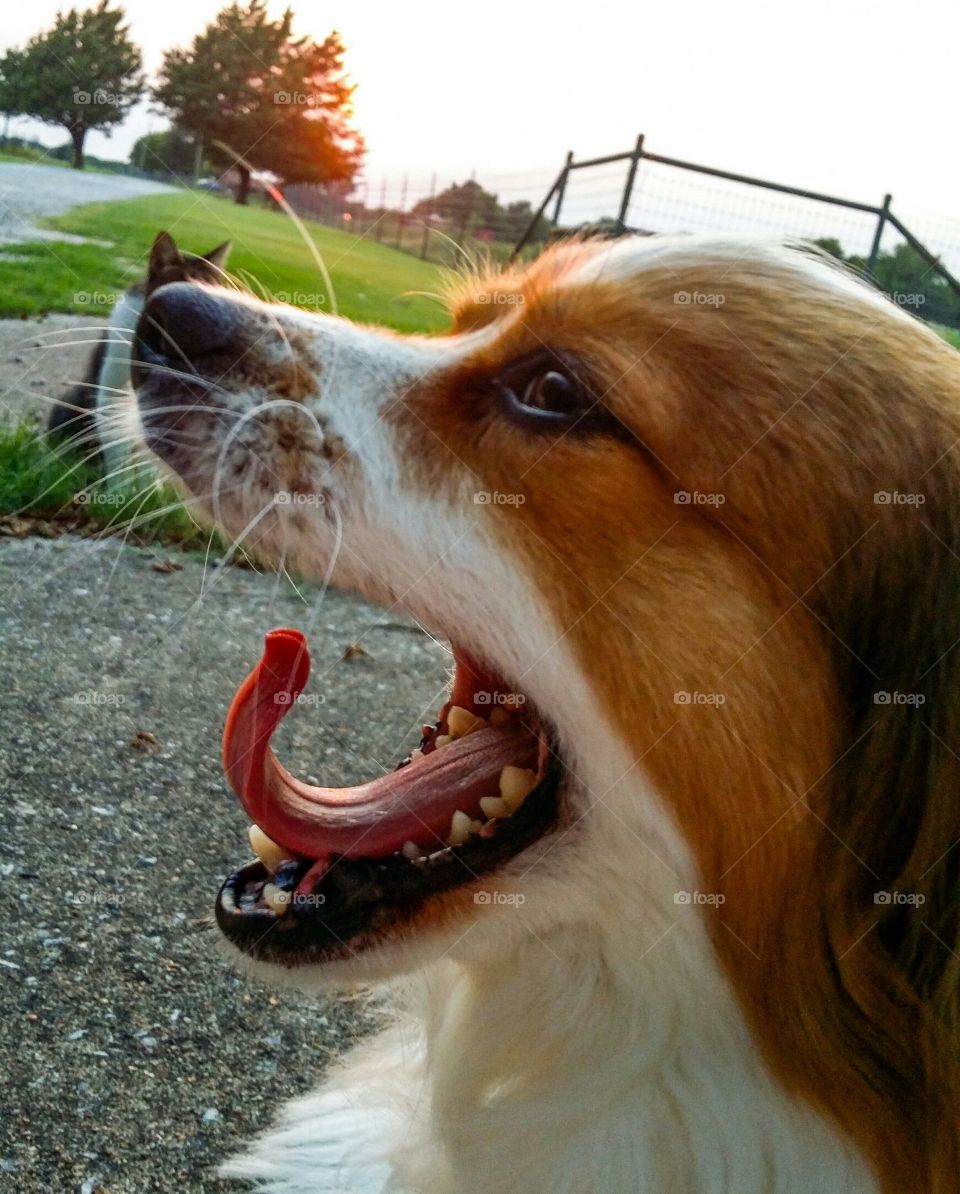 happy  Papillion at sunset