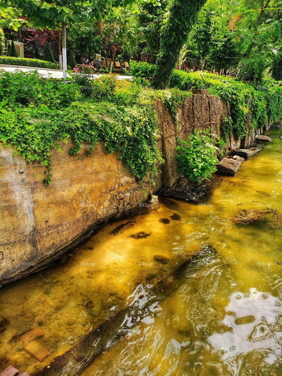 Summer color fresh day outdoor plant flower beauty nature greens wild street day sun hot