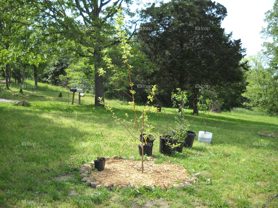 New Fruit Trees. The start of our orchard
