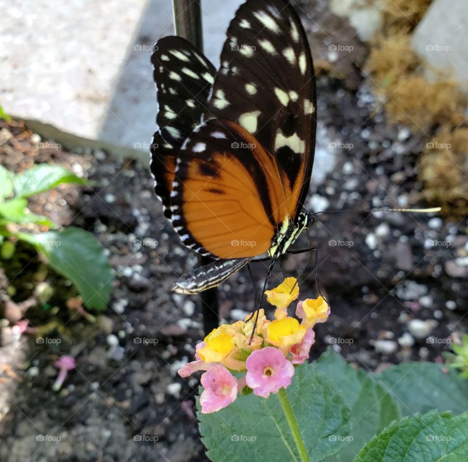 Beautiful butterfly enjoying a flower.