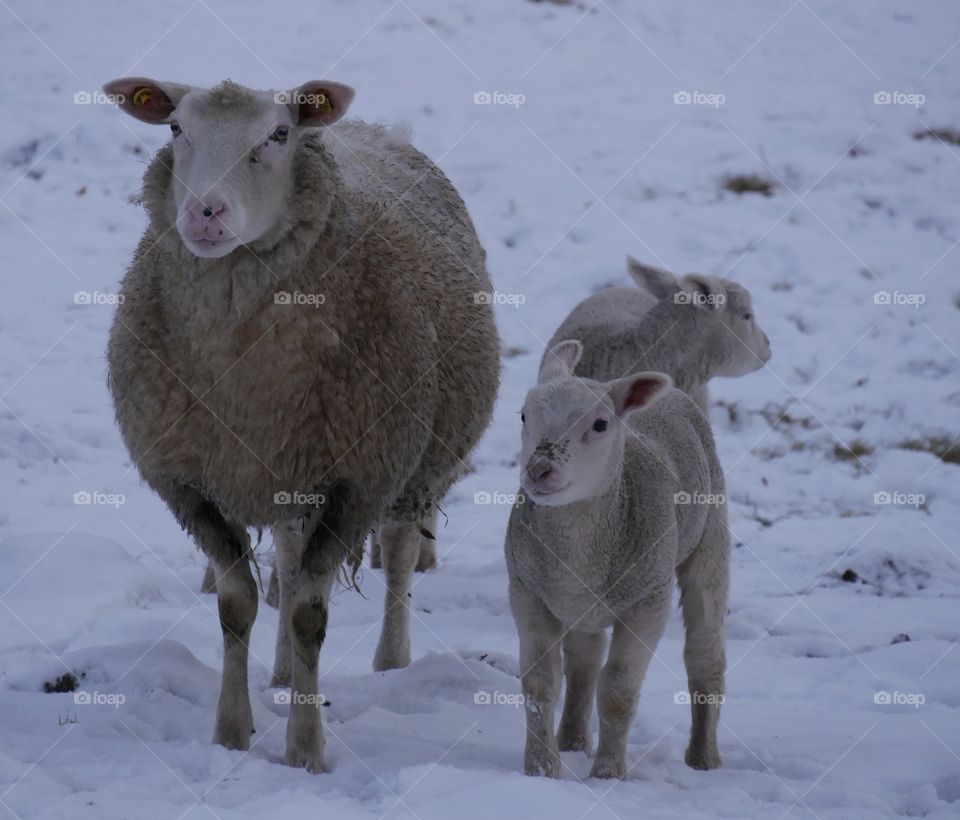 Mother sheep with cute lambs in the snow
