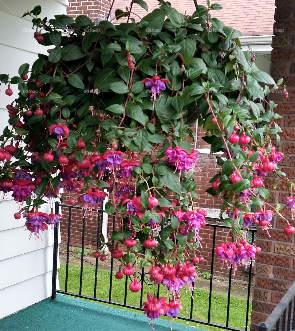 Hanging Fuchsia
