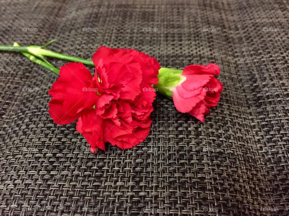Red Carnations 