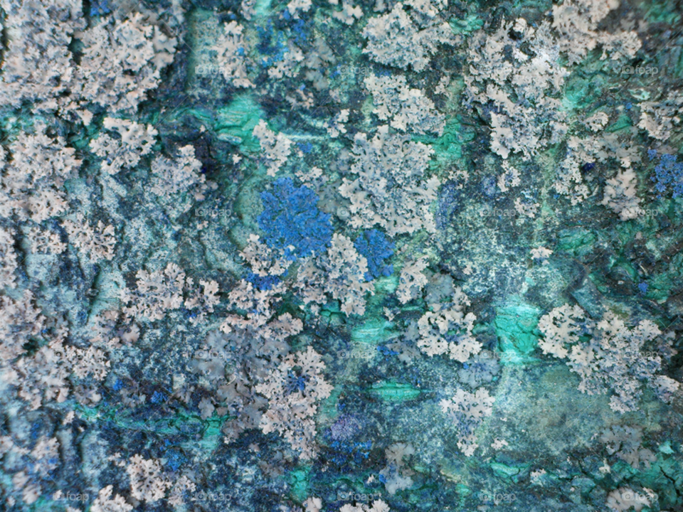 Lichens in blue