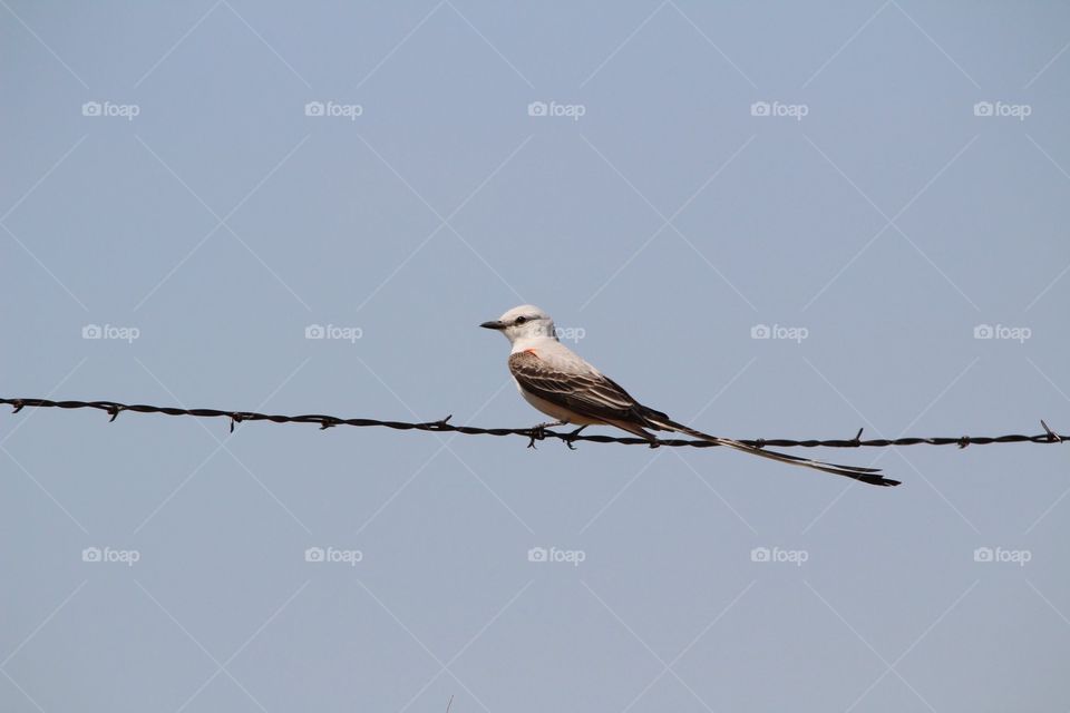 Bird on barbed wire 