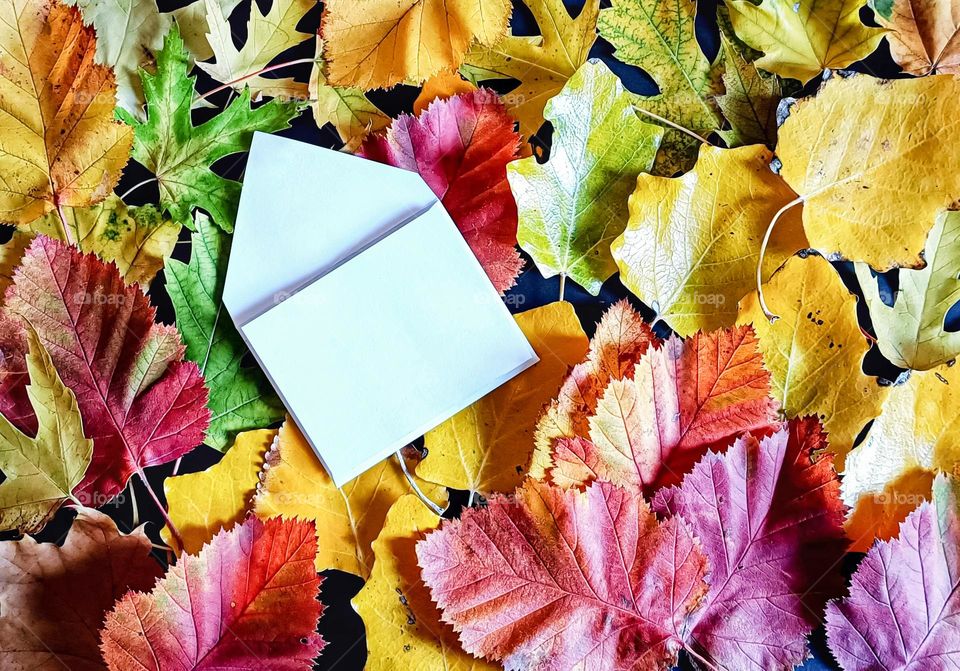 white envelope lies on bright autumn leaves. creative holiday card layout with place for text.