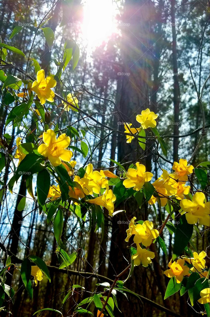 flowering vine, yellow.  trees