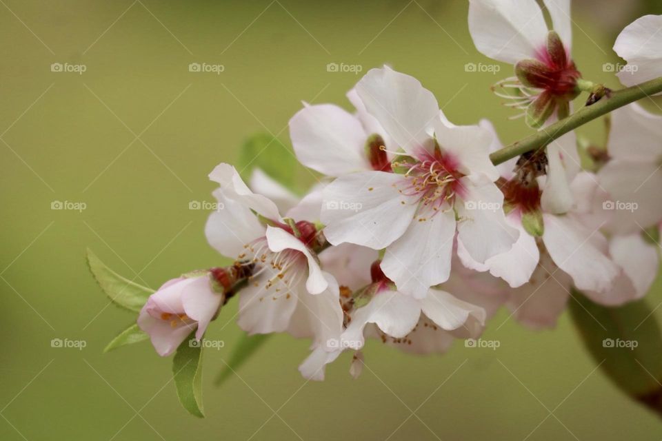 Almond bloom 