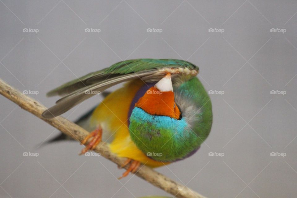 A small, colourful gouldian finch preening the underside of its wing, wanting to look ever more beautiful 