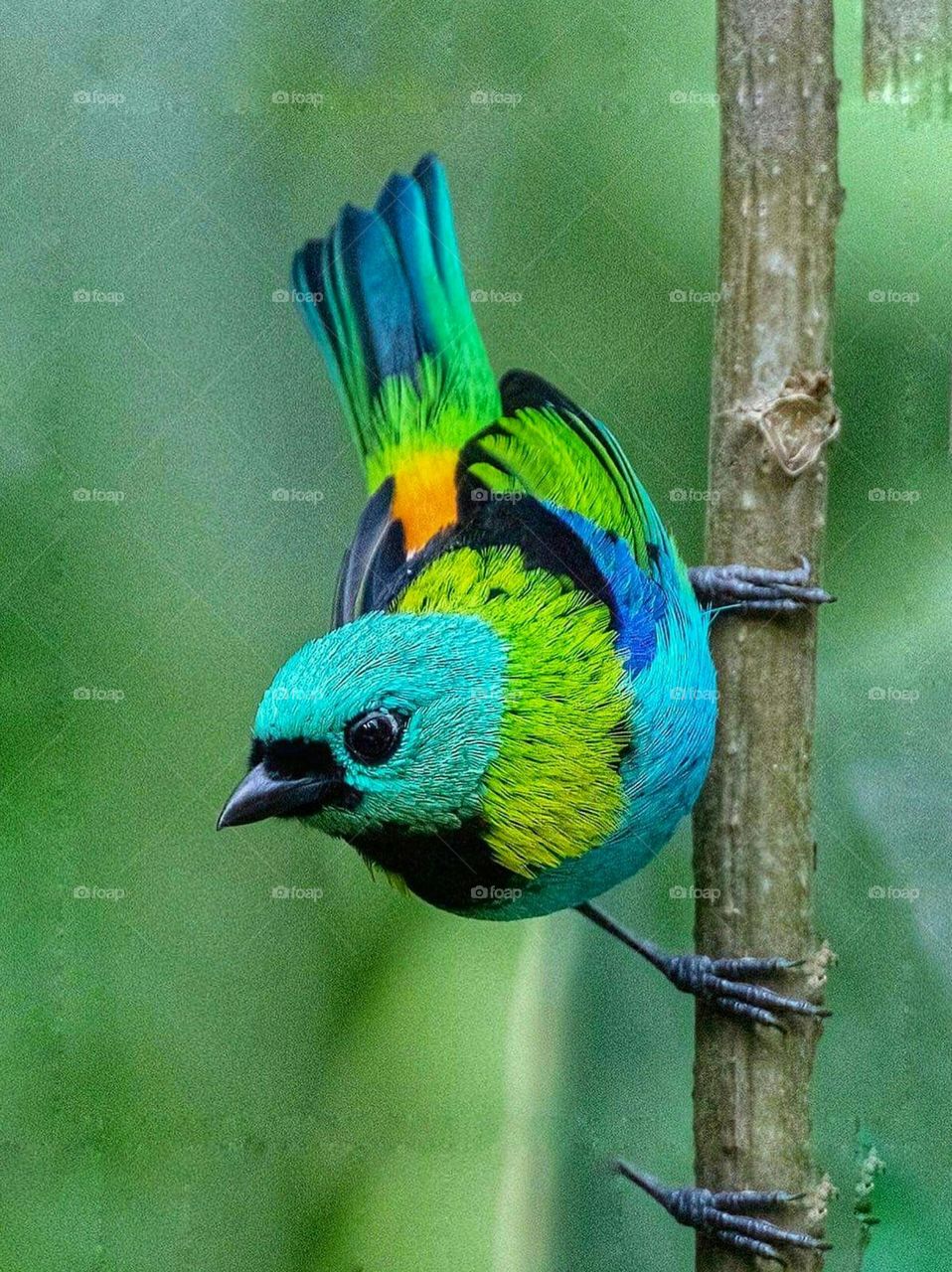 beautiful bird