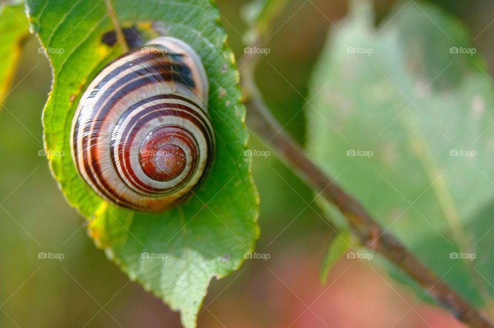 Land Snail On Leaf