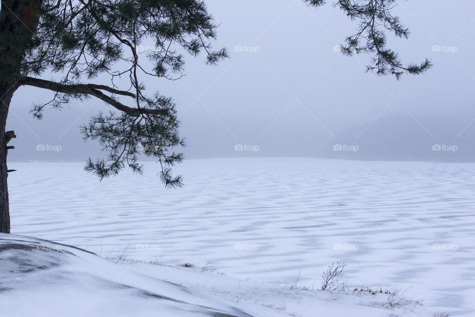 Tree by frozen lake - snow pattern on the ice  - snö vågor mönster is sjö träd