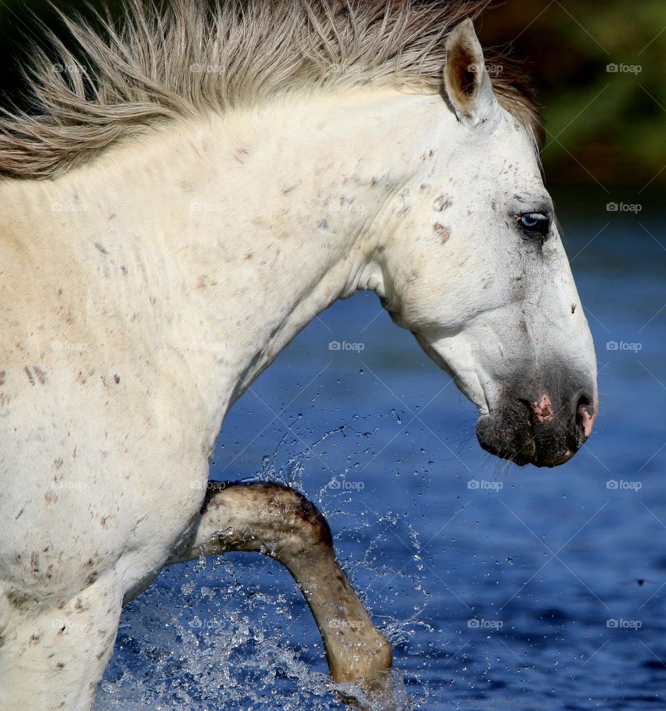Wild Stallion Making a Splash