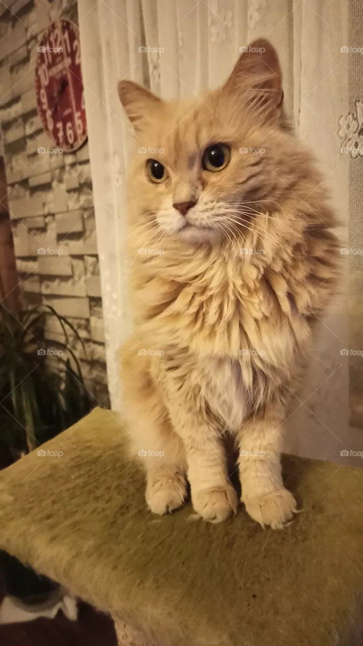 Cat position