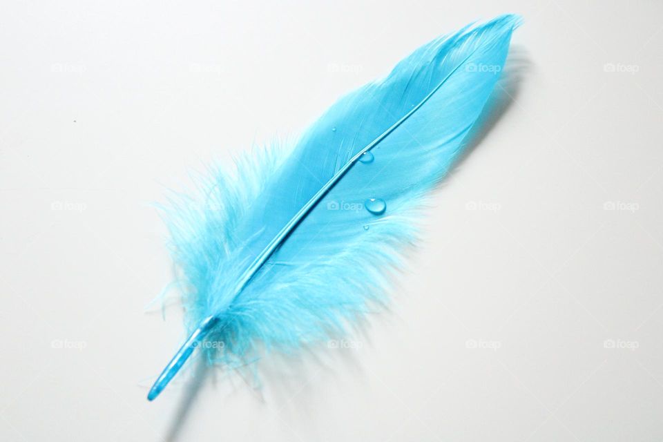 Blue feather 💙