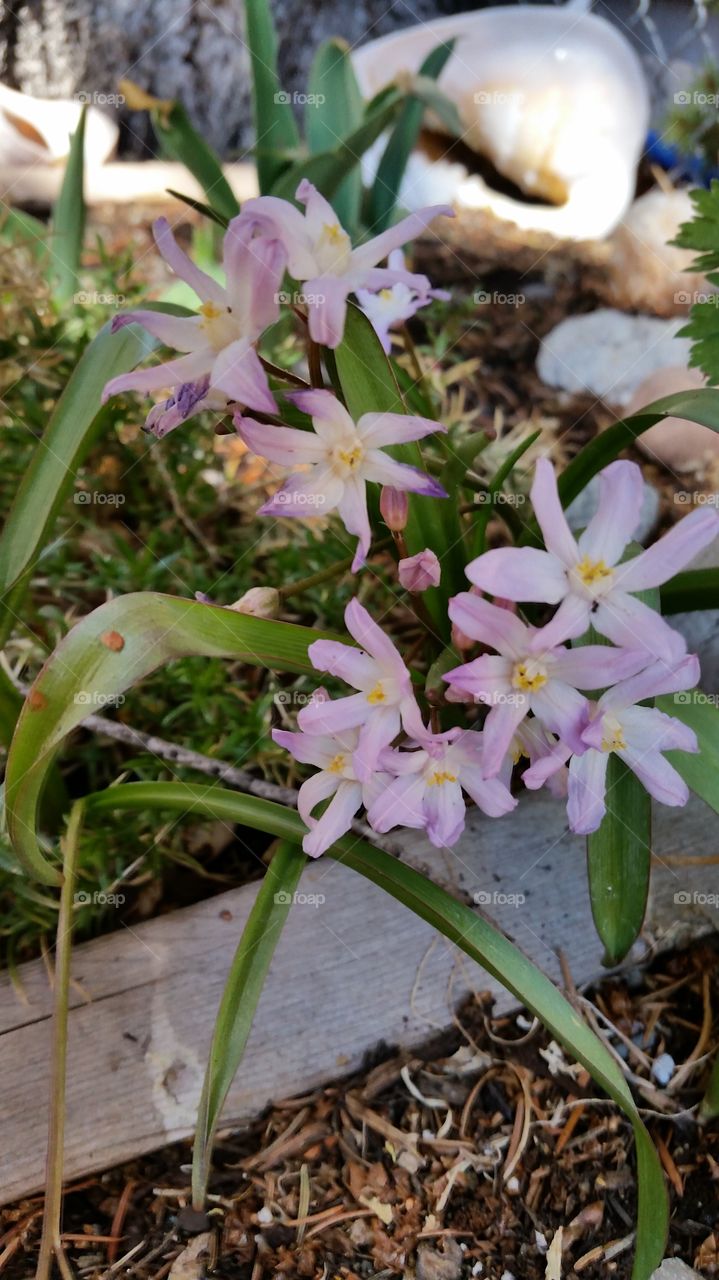 Flower, Nature, No Person, Flora, Leaf