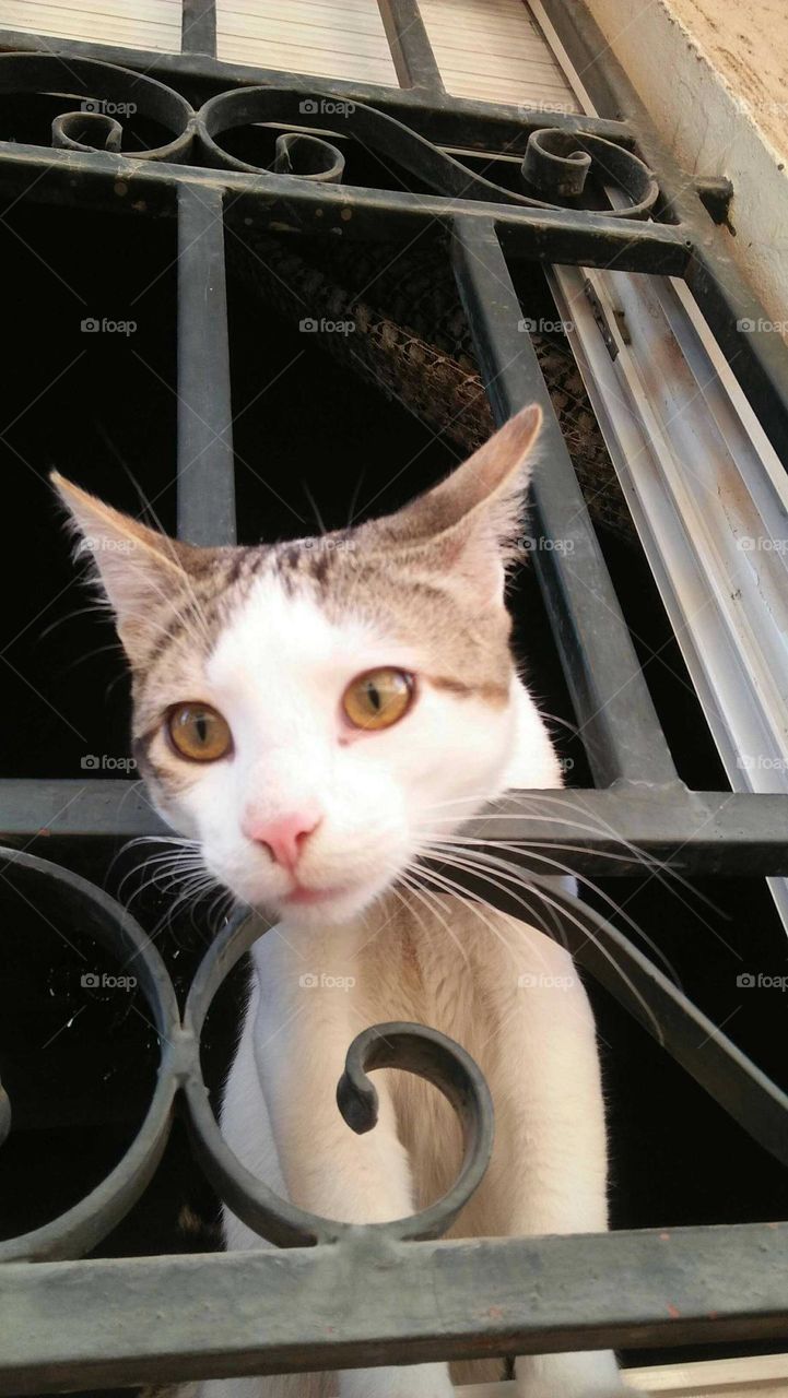 Beautiful cat looking at camera.