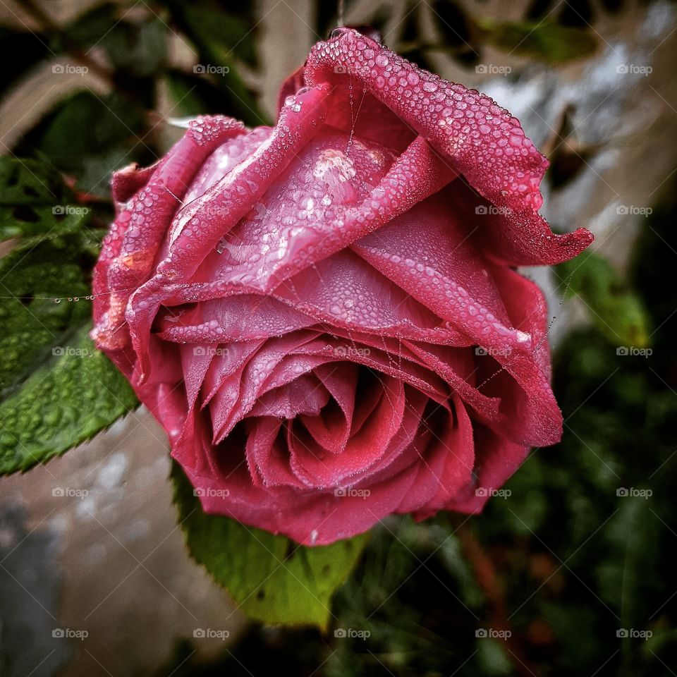 Rose on a dewy morning