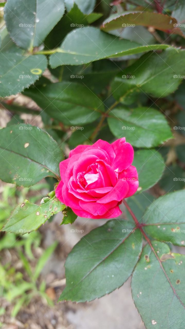 Rose for Rosalie