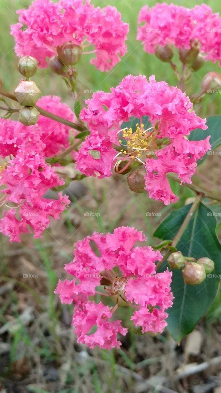 crepe myrtle