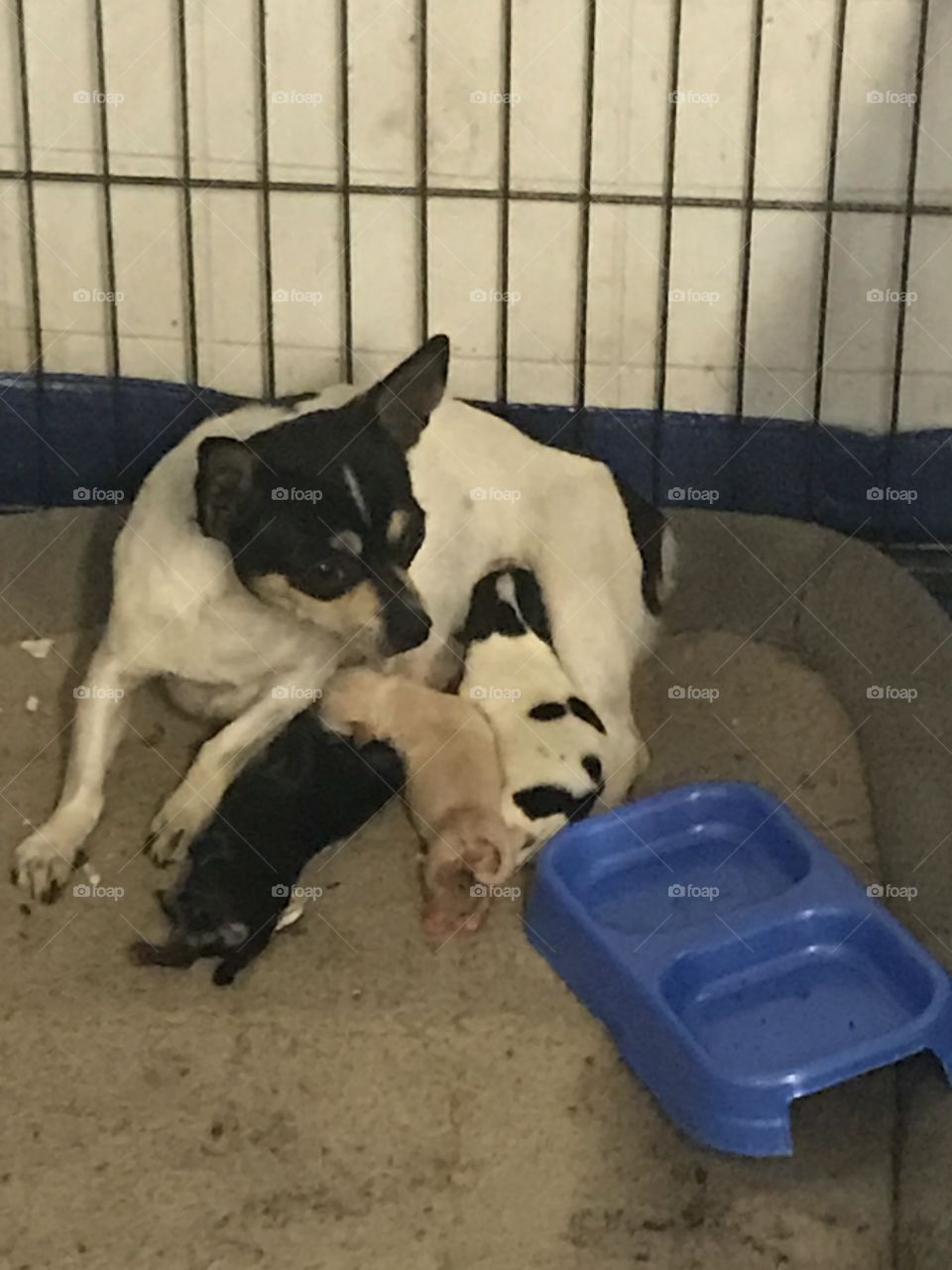 Chihuahua mother 