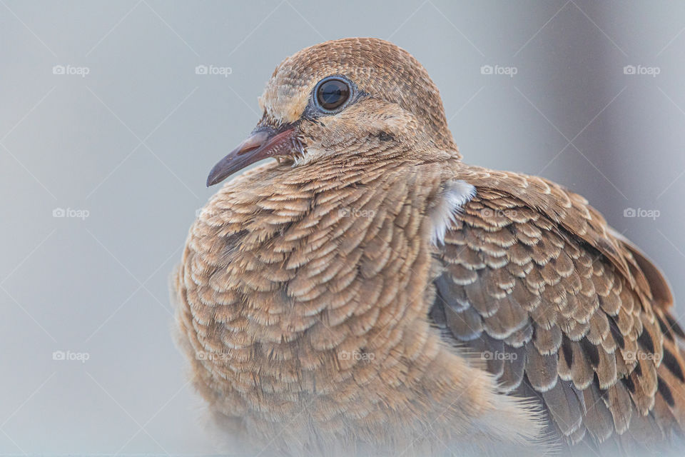 Wild Dove in a City neighborhood 