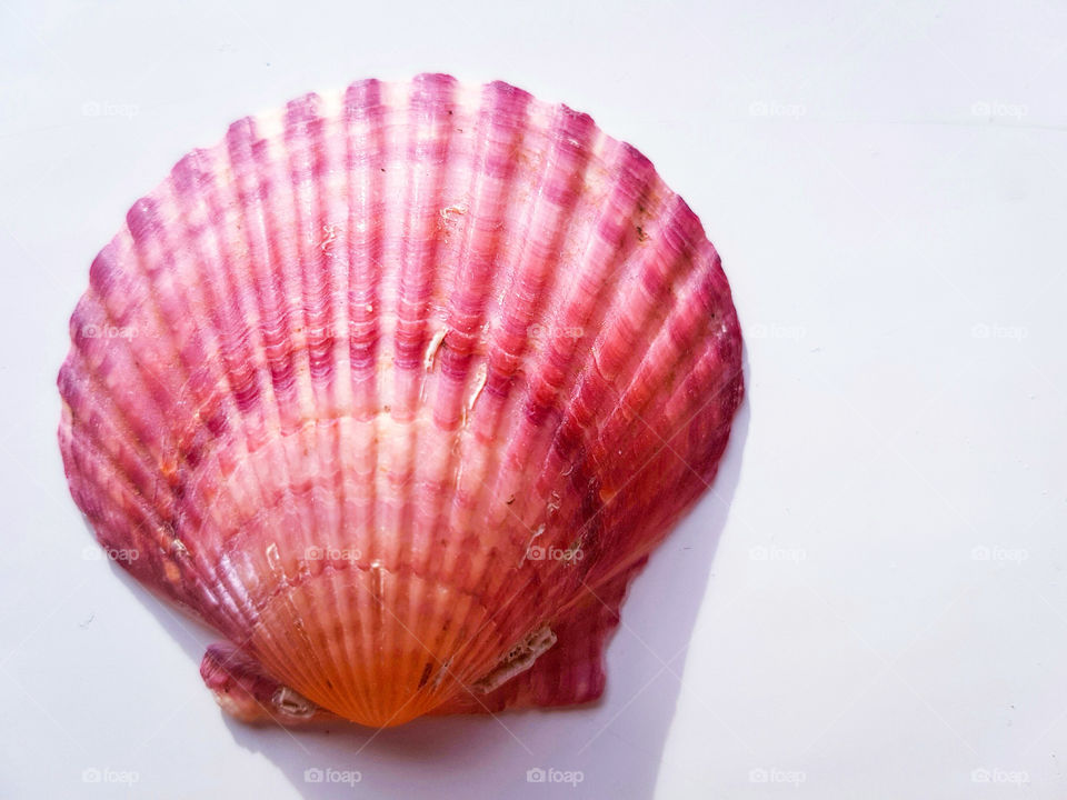 Beautiful pink Shell isolated on white background. Plain beautiful details in the Shell.