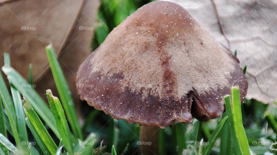 Mushroom